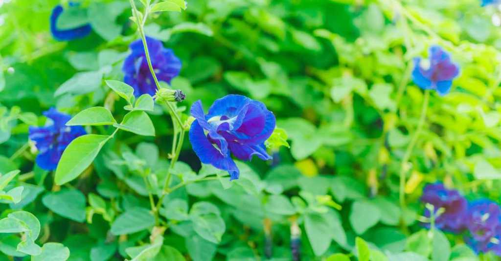 Butterfly pea flower vine with bright blue flowers growing among dense green leaves.