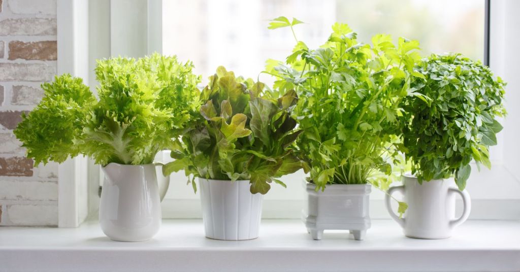 Fresh leafy greens, including lettuce and parsley, growing in pots by a bright window in an indoor garden.
