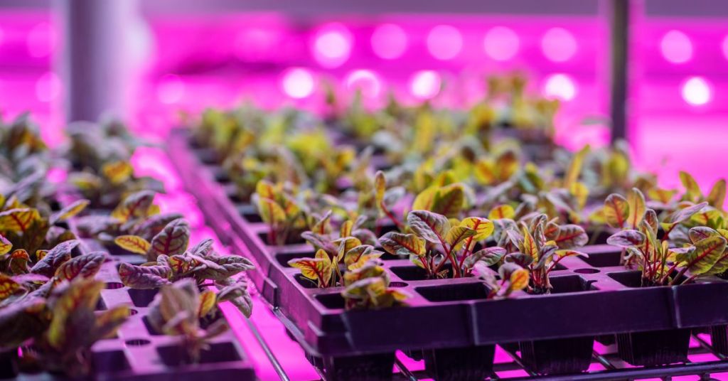 Vibrant microgreens growing under bright pink LED grow lights in a hydroponic setup for indoor gardening.