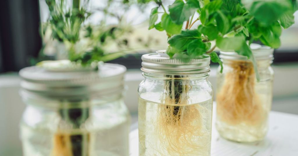 Mason jars used for a hydroponic herb garden, showing healthy roots and green herbs thriving indoors.