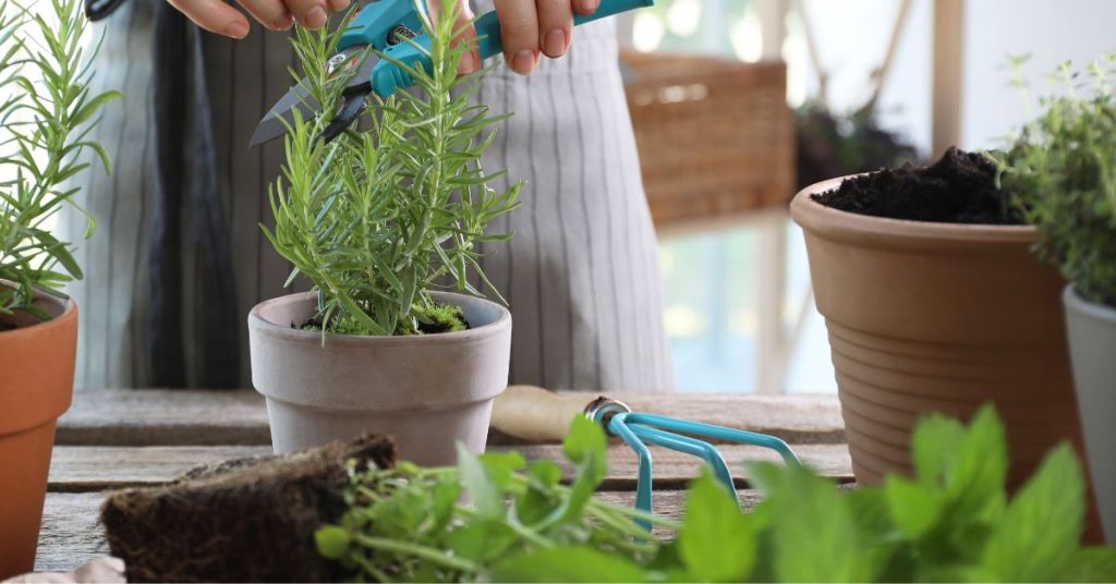 Hands using gardening shears to prune a rosemary plant growing in a ceramic pot.