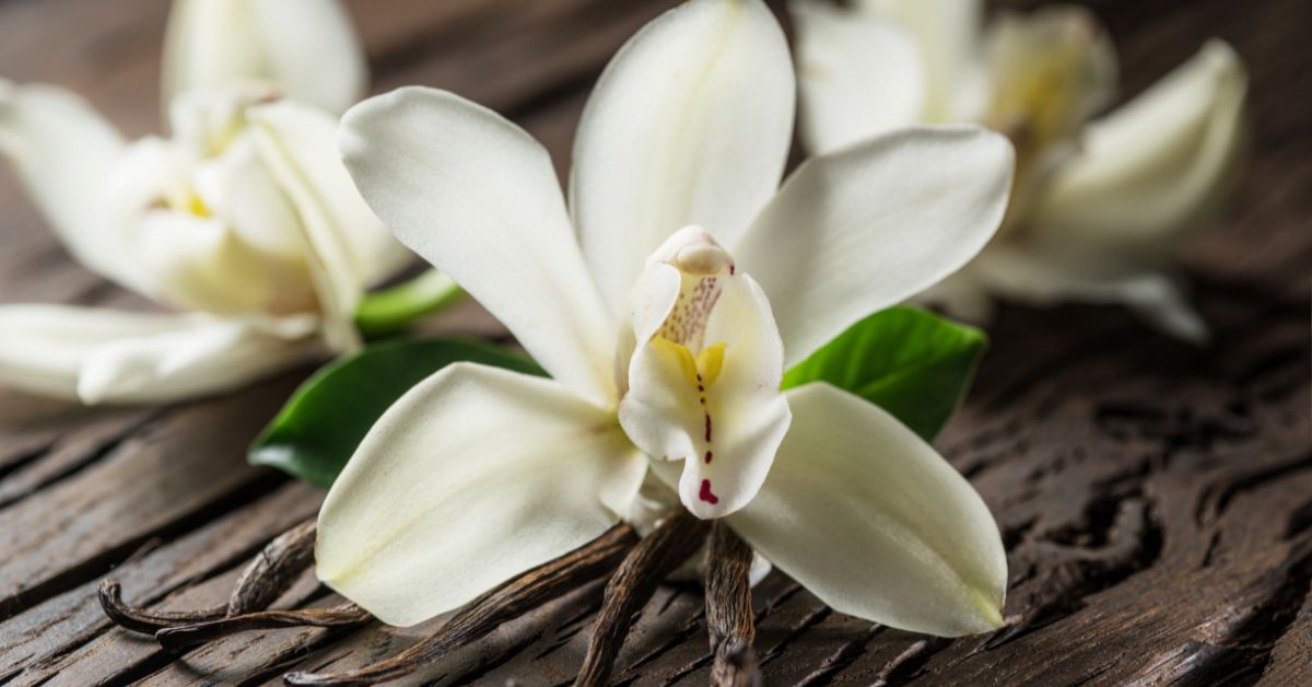 White vanilla orchid flower on a wooden surface, representing the origin of vanilla beans.